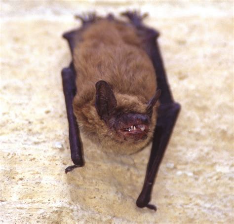 5 Things To Know About Bats And Rabies Public Health Insider