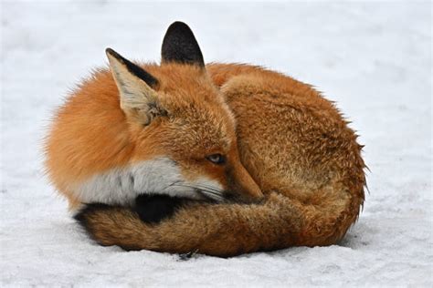 Fox Curled Up Stock Photos Pictures And Royalty Free Images Istock