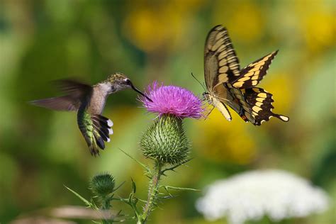Hummingbird And Butterfly Thomassylthe Flickr