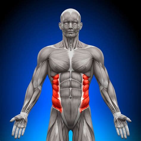 What Is Rib Flare And How To Prevent It Builtlean