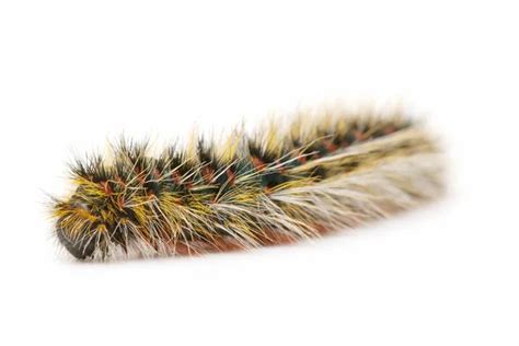 Hairy Caterpillar Stock Photo By ©luiscar 6957008