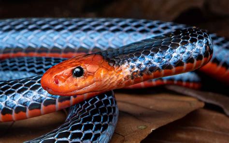 Blue Coral Snake