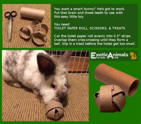 11 Best Diy Bunny Toys On The Internet Exotic Animals For Sale Pet