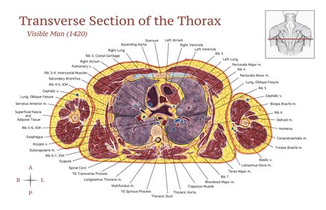 Transverse Section Of The Thorax Behance