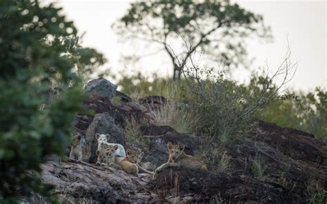 Video Extremely Rare White Lions Caught On Camera Africa Geographic