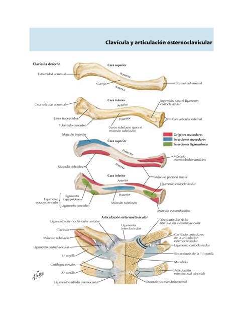 Anatomia Laminas Netter Medicina Studocu