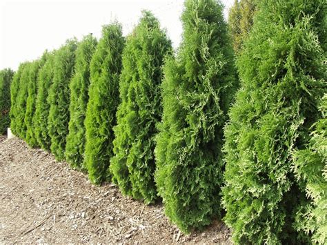 American Arborvitae Thuja Occidentalis Is A Compact Evergreen