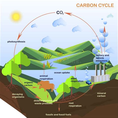 El Esquema Del Ciclo De Carbono Planos Diseña Ilustración Del Vector