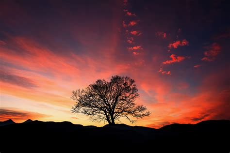 Wallpapers Of Sunsets Behind Trees