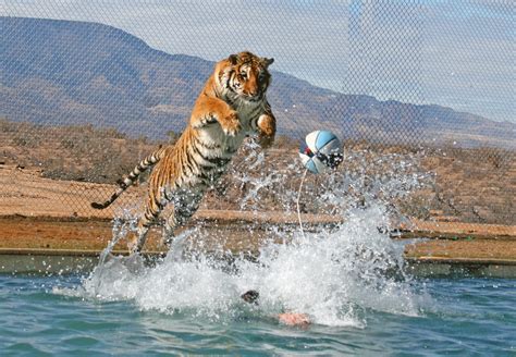 Behind The Scenes At Tiger Splash Out Of Africa Wildlife Park