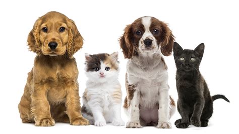 Check spelling or type a new query. Natick MA Puppy & Kitten Care | Wellesley-Natick Veterinary Hospital