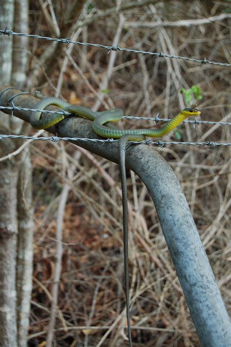 Green Tree Snake On Barbed Wire Fence 2 Doug Beckers Flickr
