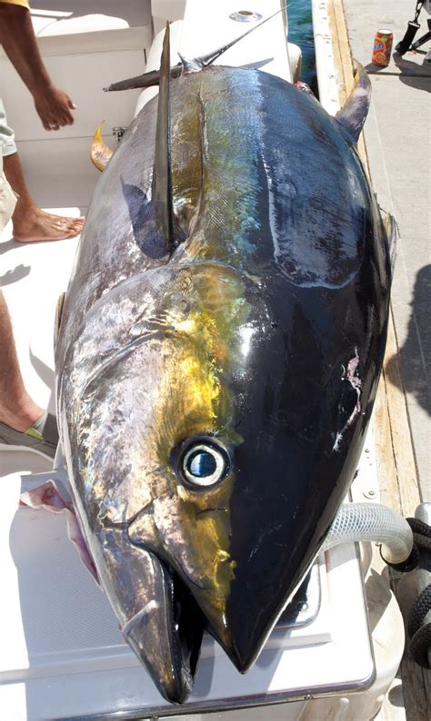Pisces Fleet Sportfishing Blog It Was A 250 Lb Tuna Why Is It 150 Lbs