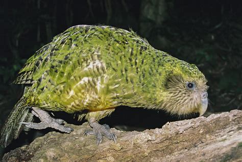 Kakapo Wallpapers Top Free Kakapo Backgrounds Wallpaperaccess