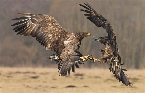 Fighting Eagles And Smiling Frogs Among Best Animal Action