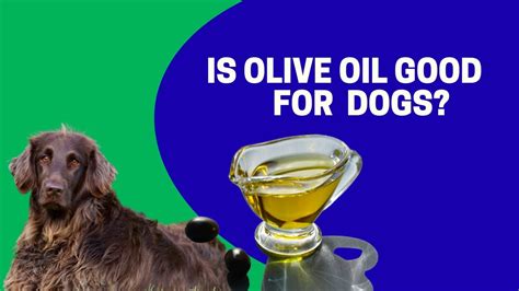 Can You Put Olive Oil On Dogs