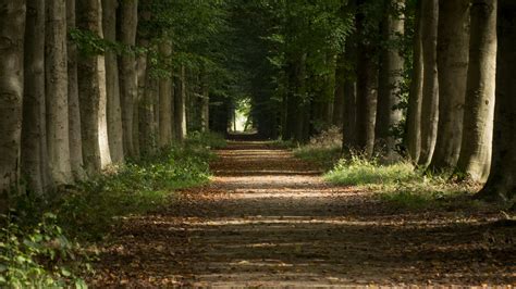 Forest Path Between Beech Trees By Danimatie On Deviantart