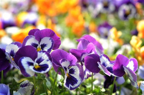 Ultimate Guide To Pansy Flower Meaning And Symbolism Petal Republic