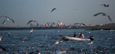 City and Federal Officials to Manage Jamaica Bay - The New York Times