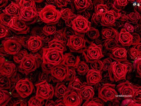 Lots Of Red Roses Wallpapers Wallpaper Cave