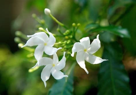 How To Grow And Care For Star Jasmine Uk