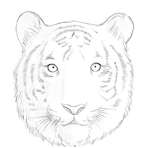 Top More Than 73 Tiger Face Pencil Sketch Super Hot In Eteachers
