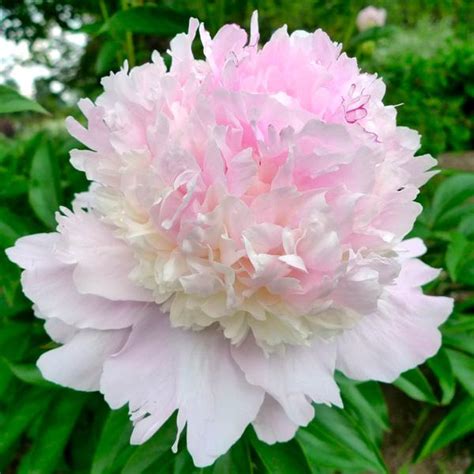 Simply plant the peony seeds. Multi-Color Rare Peony Seeds, 10pcs/pack - GreenSeedGarden