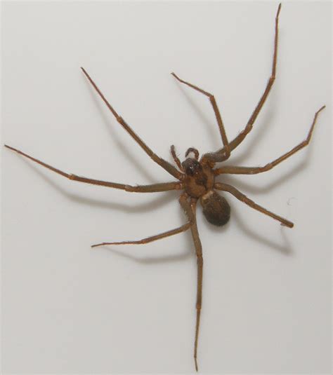 Fiddleback Spider Pictures Fiddle Back Pictures Brown Recuse
