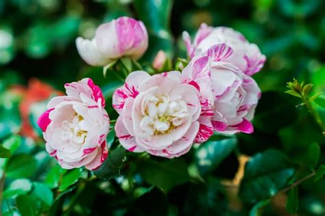 How To Grow And Care For Miniature Roses Minneopa Orchards