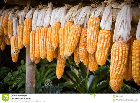 Ripe Dried Corn Cobs Hanging Stock Image Image Of Organic Nature