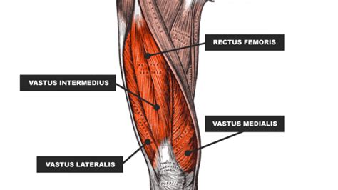 Quads Anatomy Roxstar Fitness