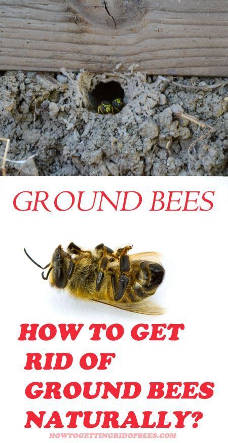 Small insects like ground bees can easily burrow under the soil to find a way in through cracks. Ground Nesting Bees: How to Keep Them Away Naturally (With ...