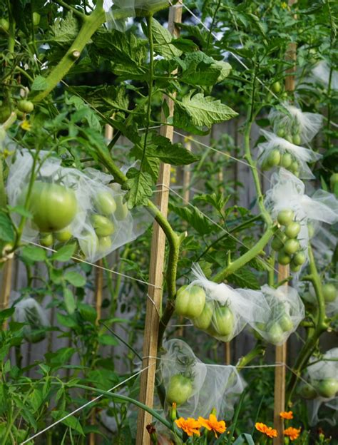 How To Build A Florida Weave Trellis For Ideal Tomato Support • Gardenary