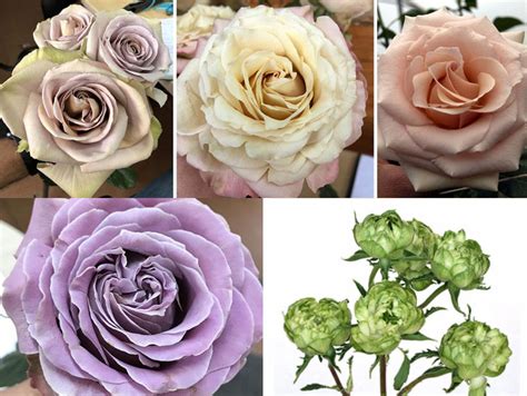 Alexandra Farms Introduces Five New Varieties Of Fresh Cut Garden Roses