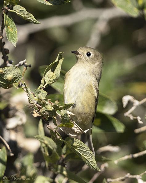 Ruby Crowned Kinglet Feathered Photography