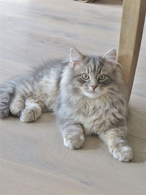 Siberian Kittens For Adoption Texas Abiewnq
