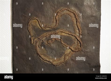 Fossil Snake Stock Photo Alamy