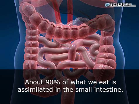 17 Interesting Large Intestine Facts Human Body Facts Raiseyourbrain