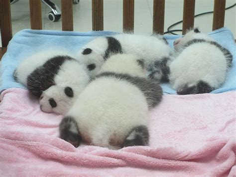 Baby Pandas Giant Panda Wikipedia Ayılar Köpek