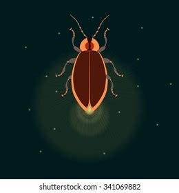 Firefly Design Template Glowworm Lightning Bug Stock Vector Royalty Free Shutterstock