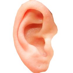 Ear PNG Pic PNG All PNG All