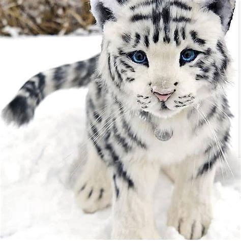 El tigre blanco, también conocido como tigre albino, es un ejemplar de tigre (panthera tigris) con una condición genética que casi elimina el pigmento de su coloración lectuepubgratis es una web de libros digitales gratis epub y pdf. LINDO TIGRE BLANCO - Juegos Gratis Online en Puzzle Factory