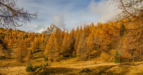 Colorful Autumn Forest And Mountain Dolomiteitaly Stock Photo Image
