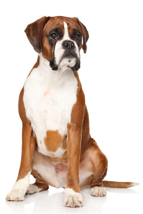 Boxer Breed Characteristics History Appearance