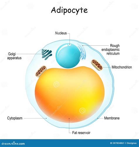 Adipocyte Structure Fat Cell Cartoon Vector 40078733