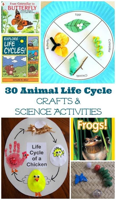 Life Cycle Of Animals Lesson Plan