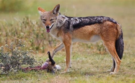 Black Backed Jackal Facts Pictures Video And Information Discover This