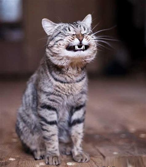 1366x768px 720p Free Download Funny Smiling Laughing Cat Pets Lol