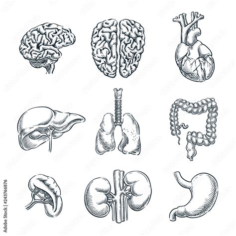 Human Internal Organs Vector Sketch Isolated Illustration Hand Drawn