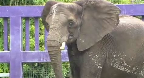 Disneys Animal Kingdom Baby Elephant Named Jabali Strong As A Rock
